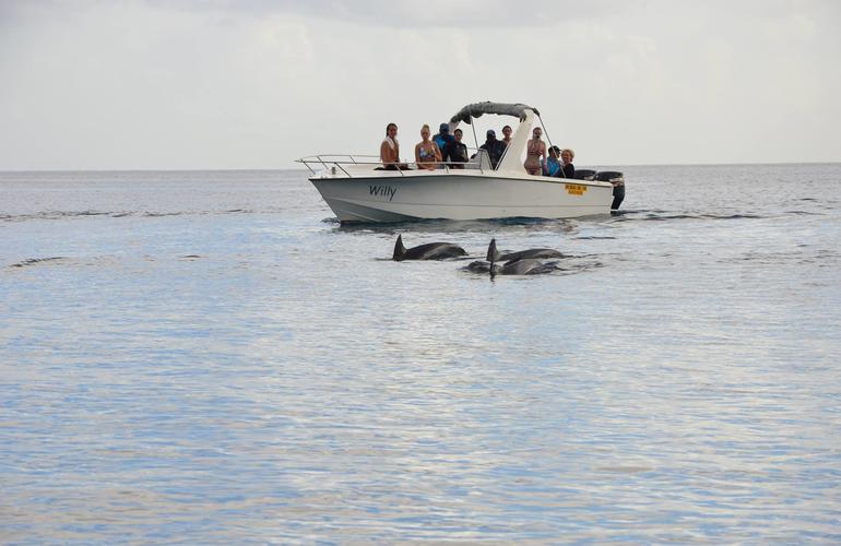 nager avec les dauphins et baleines